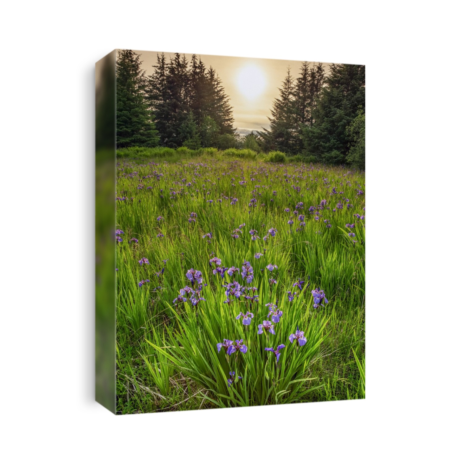 Wild irises in bloom in Tongass National Forest with a warm glowing sun; Alaska, United States of America