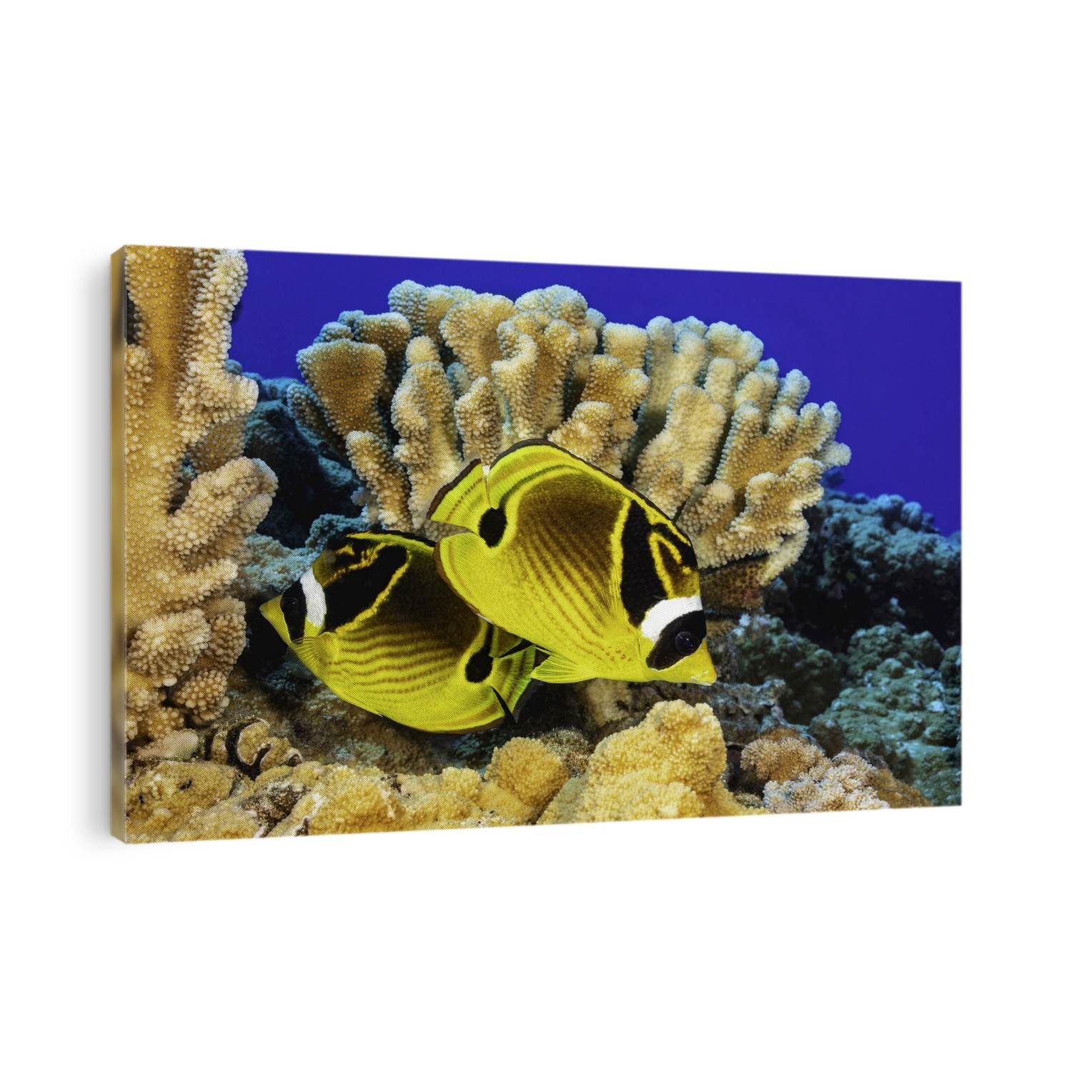 Two Raccoon Butterflyfish (Chaetodon lunula) swimming side by side in a coral reef beside antler coral; Hawaii, United States of America