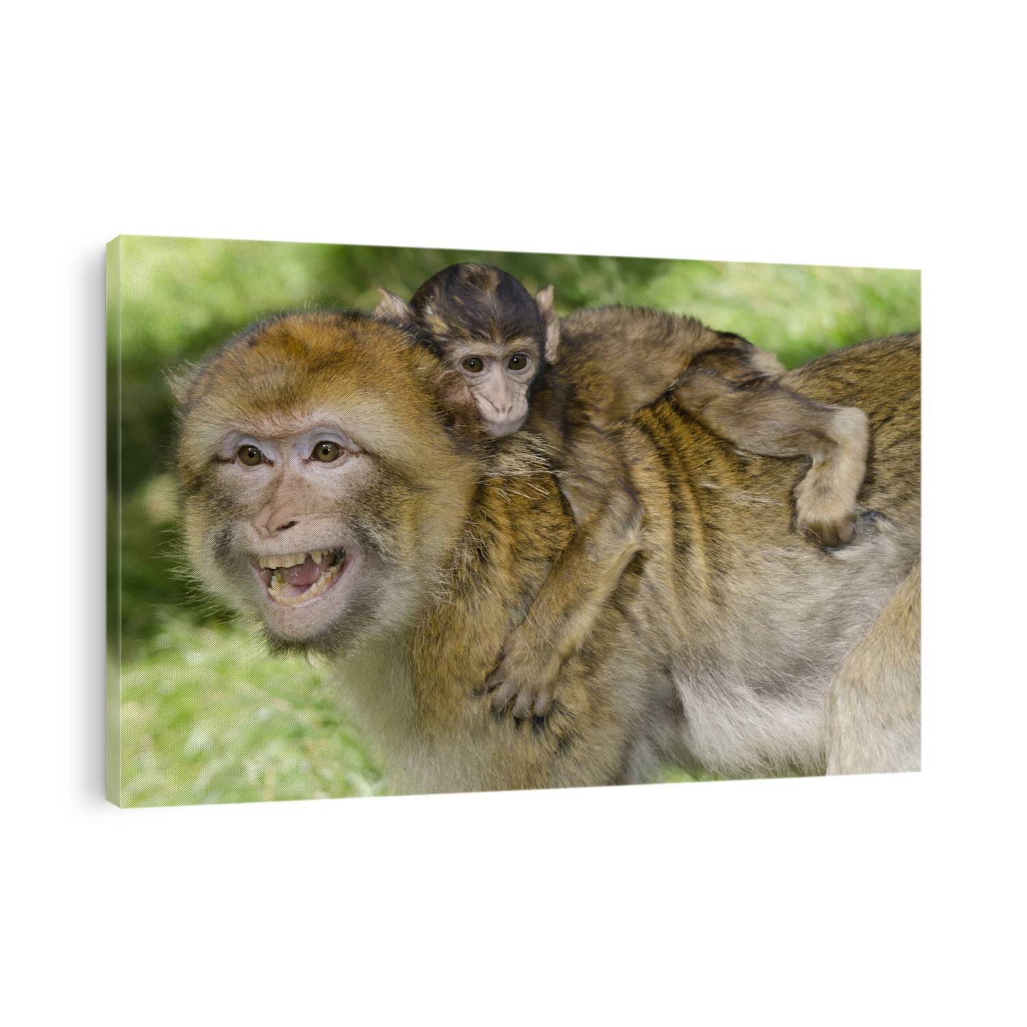 An adult Barbary macaque (Macaca sylvanus) with a baby on its back and baring its teeth at the Trentham Monkey Forest, Staffordshire, UK.