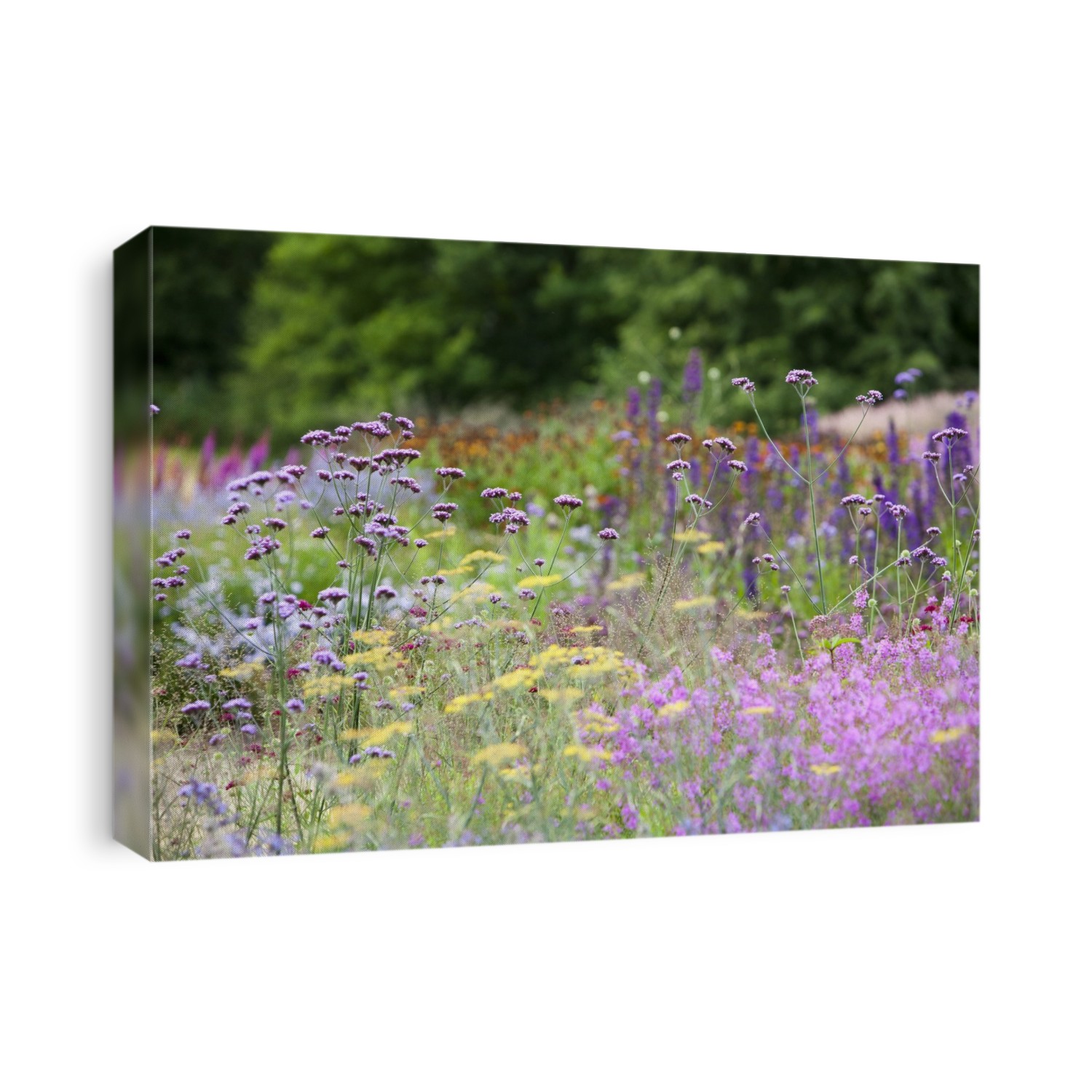 The Millennium Garden at Pensthorpe nature reserve, Norfolk, UK, was designed by Piet Oudolf.