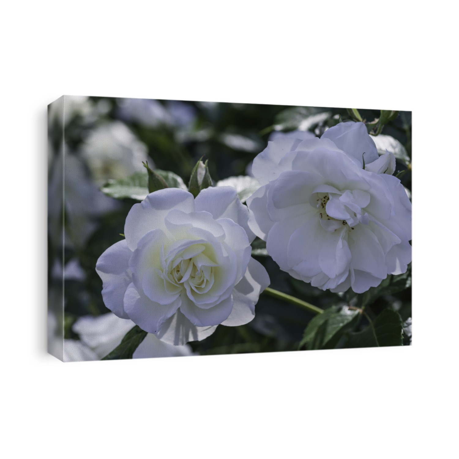 White rose. Species Rosa alba meidiland