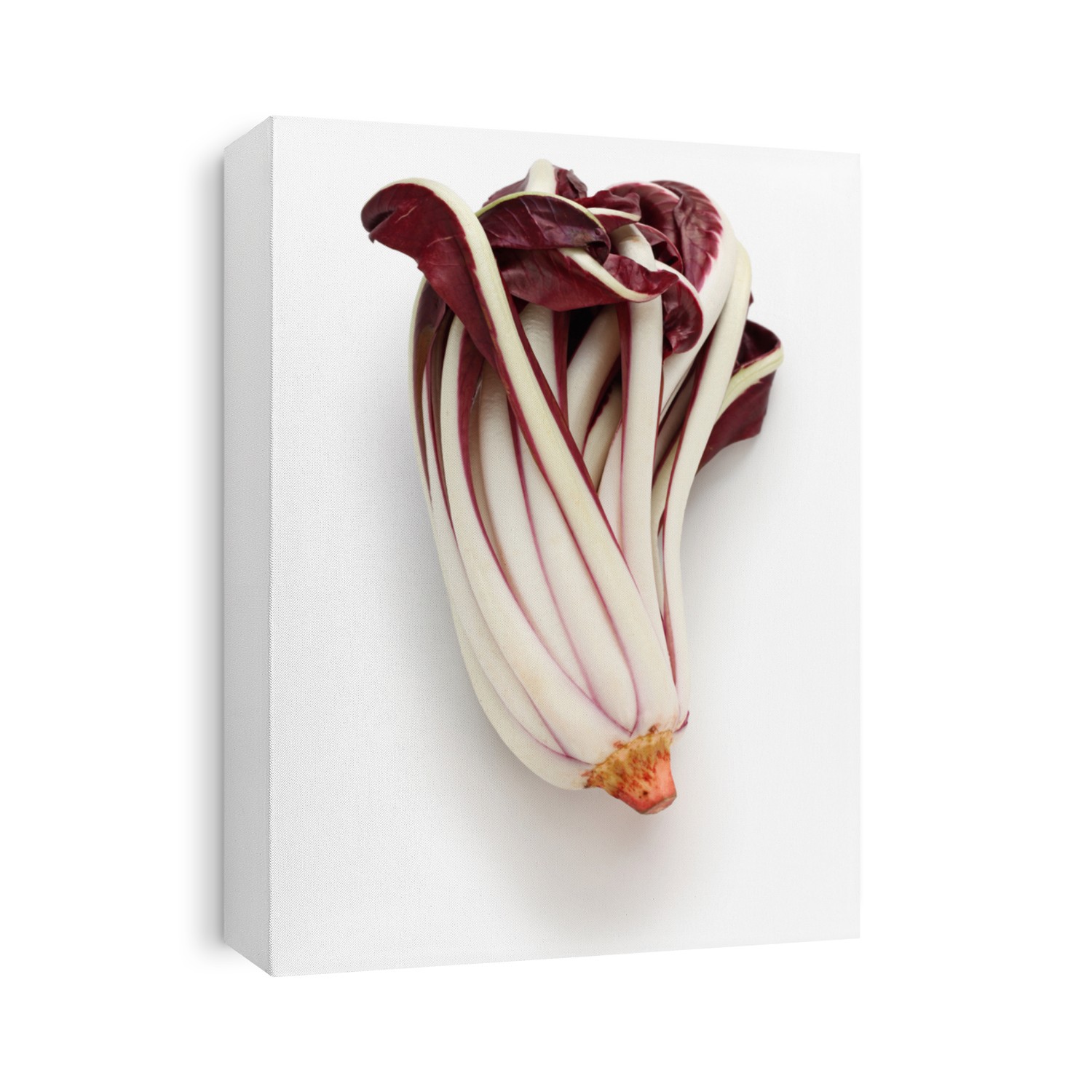 radicchio rosso di treviso tardivo, italian red chicory isolated on white background