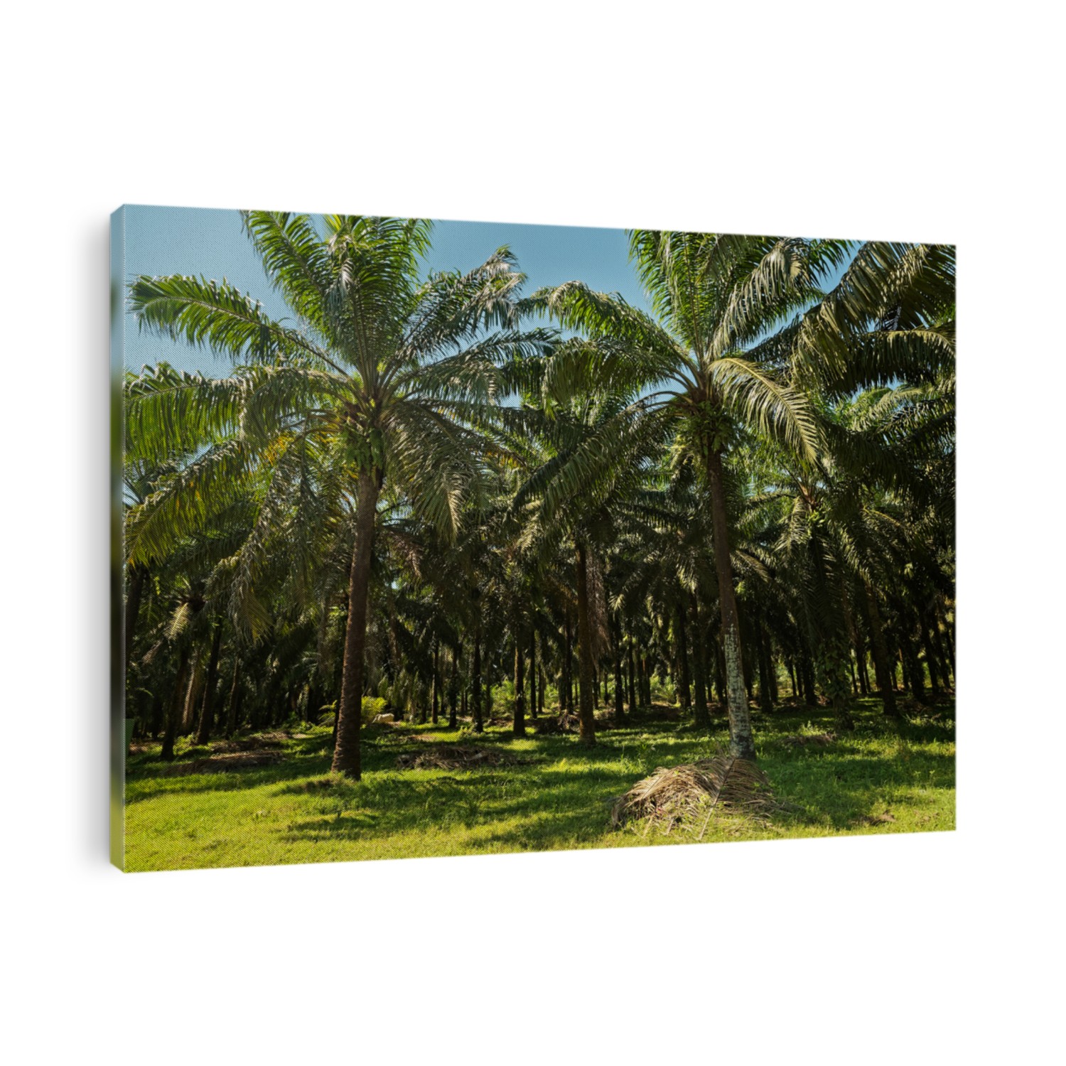 Oil Palm. The American oil palm Elaeis oleifera (from Latin oleifer, meaning 'oil-producing') is native to tropical Central and South America, is used locally for oil production